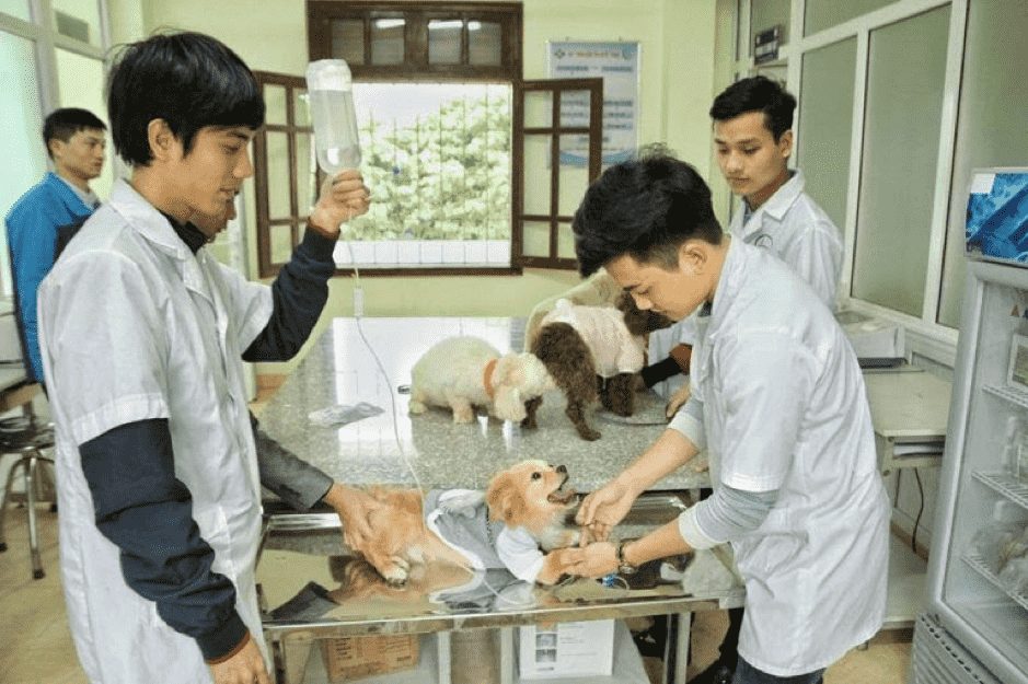 Làm Bằng Giả Phôi Thật Và Những Lợi Ích Khi Làm Bằng Trung Cấp Thú Y Có Hồ Sơ Gốc